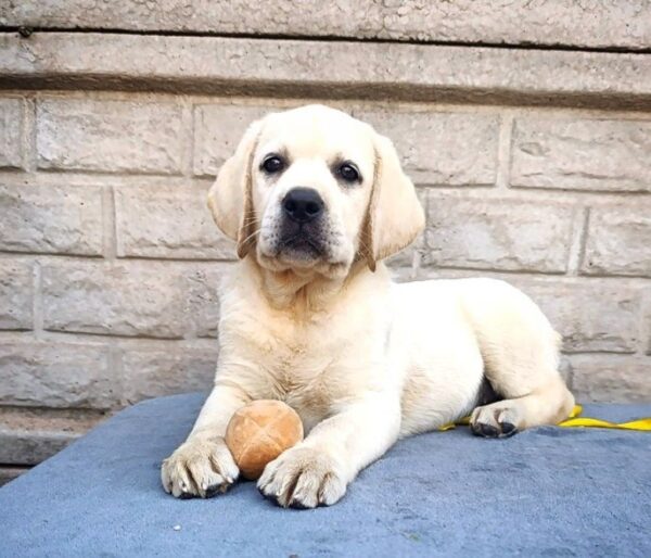Genevieve Labrador Retriever Genevieve Labrador Retriever