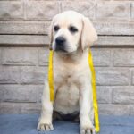 Genevieve-female-Labrador-Retriever-puppy-for-sale-2