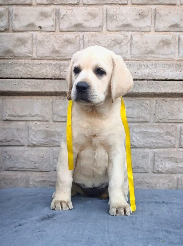 Genevieve Labrador Retriever Genevieve Labrador Retriever