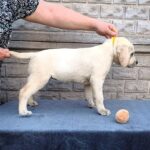Genevieve-female-Labrador-Retriever-puppy-for-sale-3