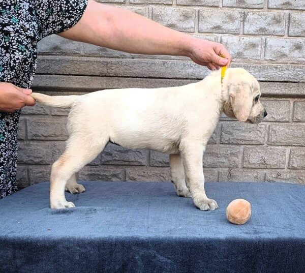 Genevieve Labrador Retriever Genevieve Labrador Retriever