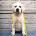 Genevieve-female-Labrador-Retriever-puppy-for-sale-4