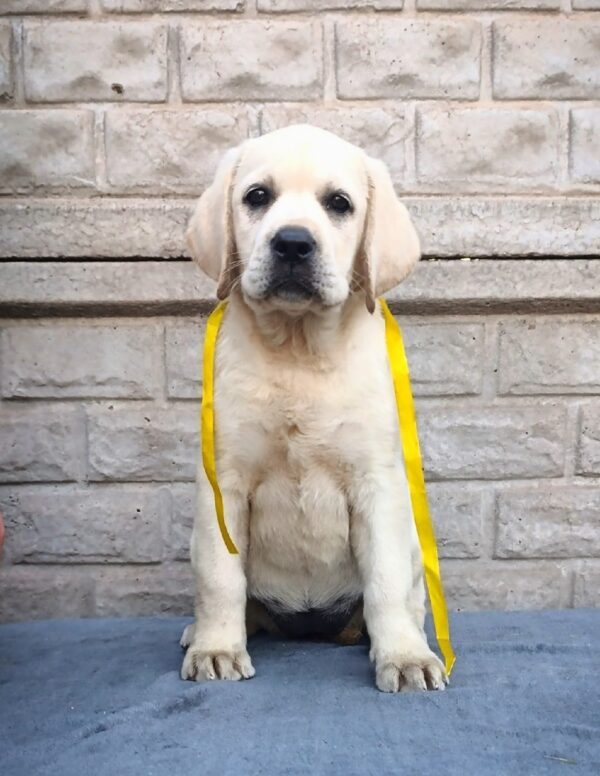 Genevieve Labrador Retriever Genevieve Labrador Retriever