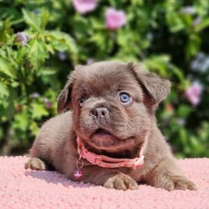 Gerda Fluffy French Bulldog Gerda Fluffy French Bulldog