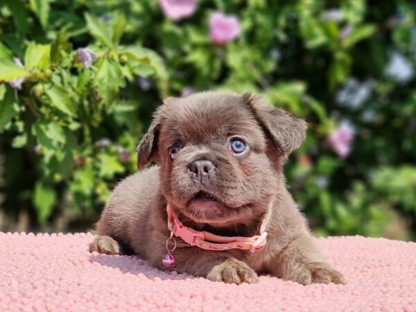 Gerda Fluffy French Bulldog Gerda Fluffy French Bulldog