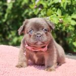 Gerda-female-fluffy-french-bulldog-puppy-for-sale- (2)