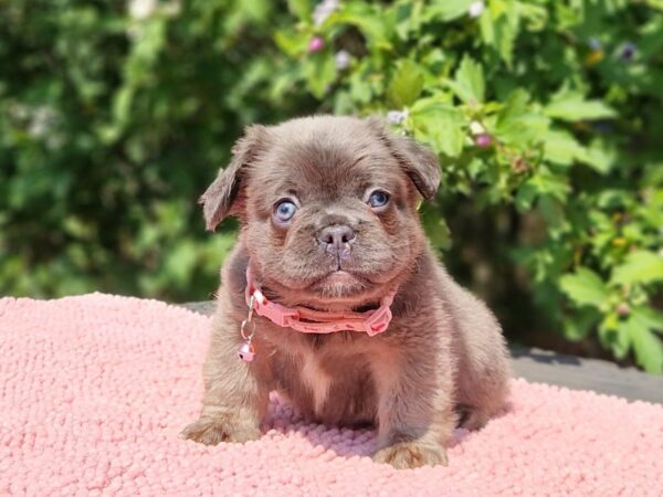 Gerda Fluffy French Bulldog Gerda Fluffy French Bulldog