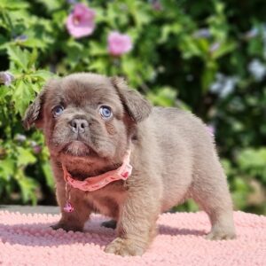 Gerda Fluffy French Bulldog Gerda Fluffy French Bulldog