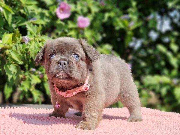 Gerda Fluffy French Bulldog Gerda Fluffy French Bulldog