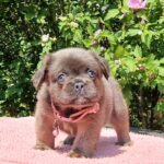 Gerda-female-fluffy-french-bulldog-puppy-for-sale- (4)