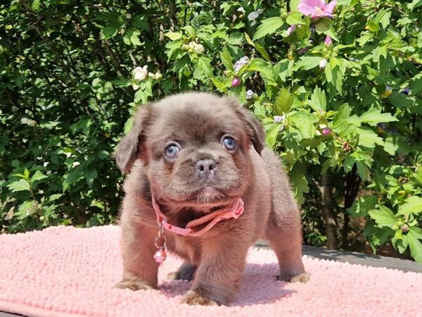 Gerda Fluffy French Bulldog Gerda Fluffy French Bulldog