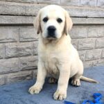 Giorgio-male-Labrador-Retriever-puppy-for-sale-1