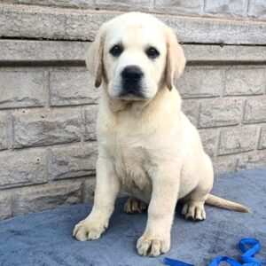 Giorgio Labrador Retriever Giorgio Labrador Retriever