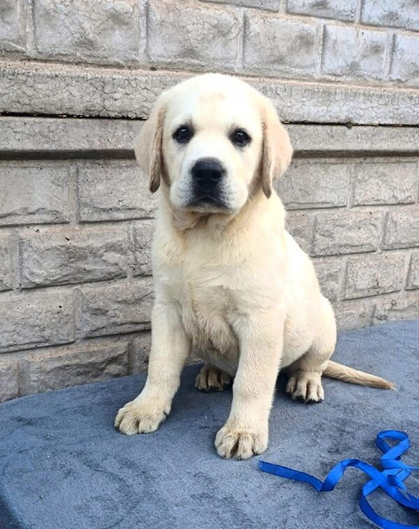 Giorgio Labrador Retriever Giorgio Labrador Retriever