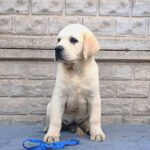 Giorgio-male-Labrador-Retriever-puppy-for-sale-2
