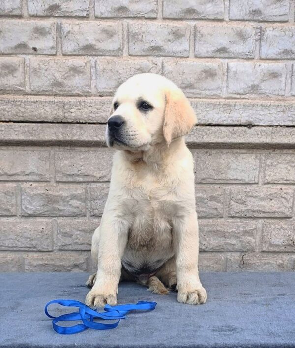Giorgio Labrador Retriever Giorgio Labrador Retriever