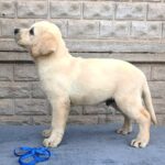 Giorgio-male-Labrador-Retriever-puppy-for-sale-3