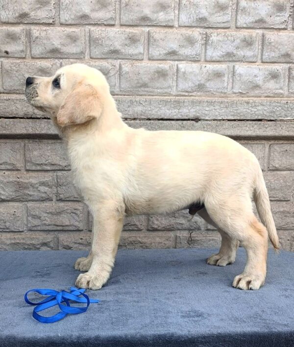 Giorgio Labrador Retriever Giorgio Labrador Retriever