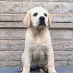 Giorgio-male-Labrador-Retriever-puppy-for-sale-4