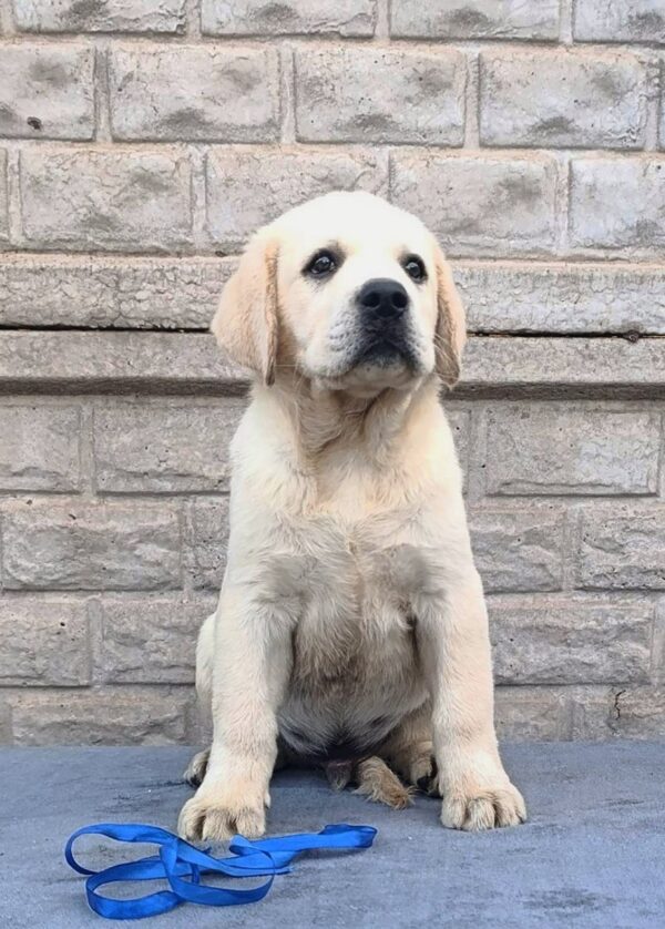 Giorgio Labrador Retriever Giorgio Labrador Retriever