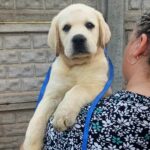 Giorgio-male-Labrador-Retriever-puppy-for-sale-5