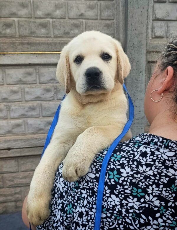 Giorgio Labrador Retriever Giorgio Labrador Retriever