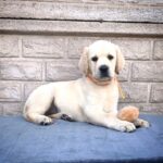 Gisella-female-Labrador-Retriever-puppy-for-sale-1
