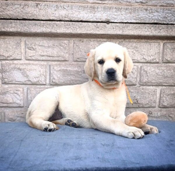 Gisella Labrador Retriever Gisella Labrador Retriever