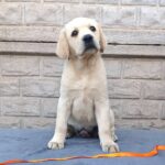 Gisella-female-Labrador-Retriever-puppy-for-sale-2