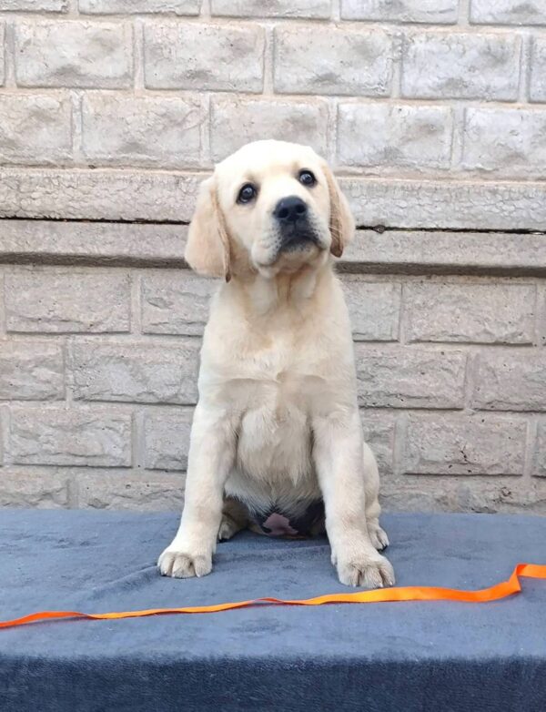 Gisella Labrador Retriever Gisella Labrador Retriever