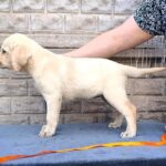 Gisella-female-Labrador-Retriever-puppy-for-sale-3