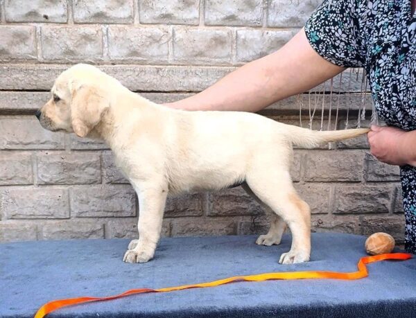 Gisella Labrador Retriever Gisella Labrador Retriever