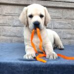 Gisella-female-Labrador-Retriever-puppy-for-sale-4