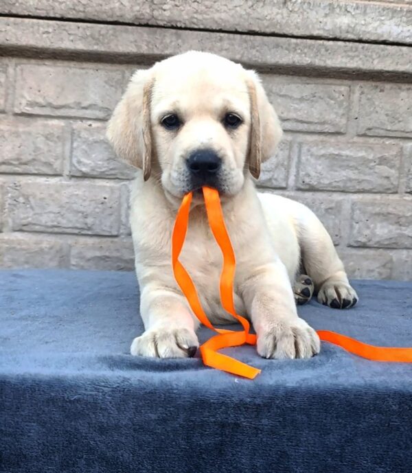 Gisella Labrador Retriever Gisella Labrador Retriever