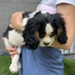 Glon-male-Cavalier-King-Charles-Spaniel-puppy-for-sale-1 (1)
