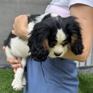 Glon Cavalier King Charles Spaniel Glon Cavalier King Charles Spaniel