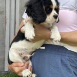 Glon-male-Cavalier-King-Charles-Spaniel-puppy-for-sale-1 (2)