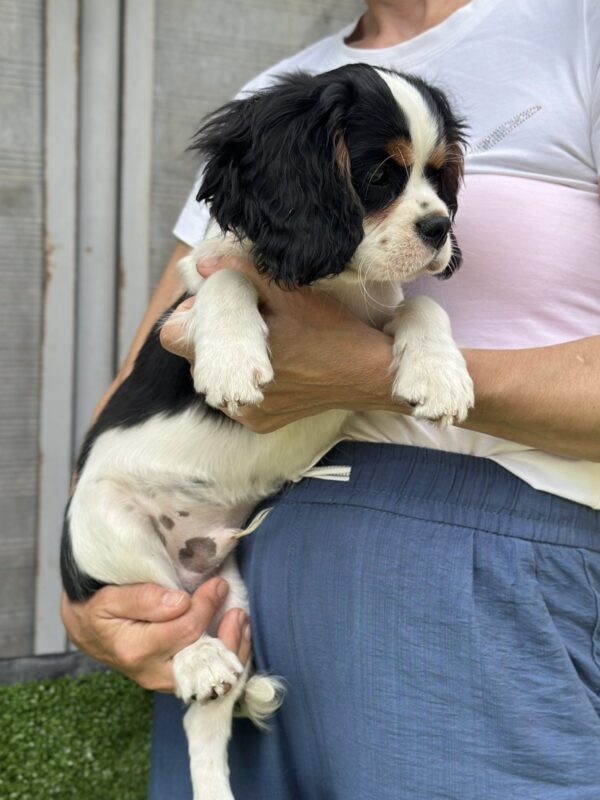 Glon Cavalier King Charles Spaniel Glon Cavalier King Charles Spaniel