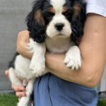 Glon-male-Cavalier-King-Charles-Spaniel-puppy-for-sale-1 (3)