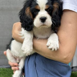 Glon Cavalier King Charles Spaniel Glon Cavalier King Charles Spaniel