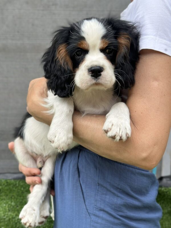 Glon Cavalier King Charles Spaniel Glon Cavalier King Charles Spaniel