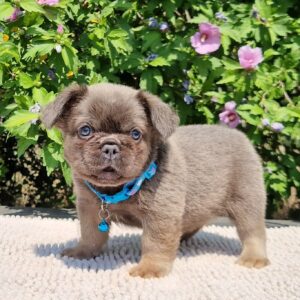 Godot Fluffy French Bulldog Godot Fluffy French Bulldog