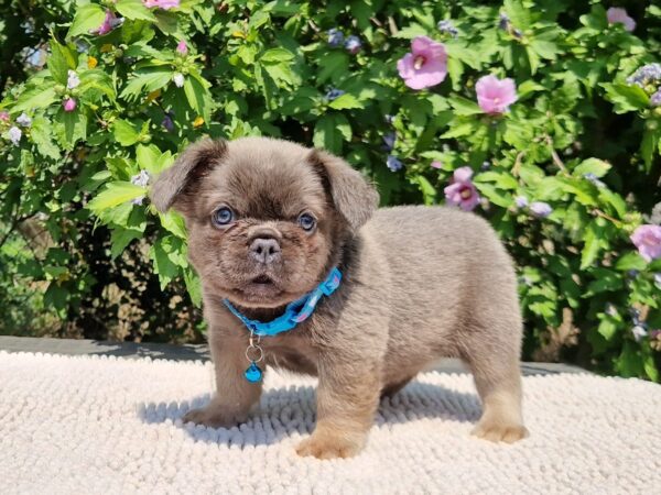 Godot Fluffy French Bulldog Godot Fluffy French Bulldog