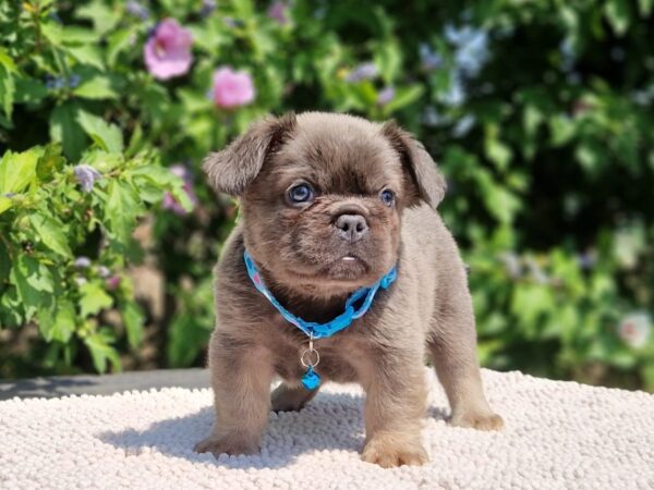 Godot Fluffy French Bulldog Godot Fluffy French Bulldog