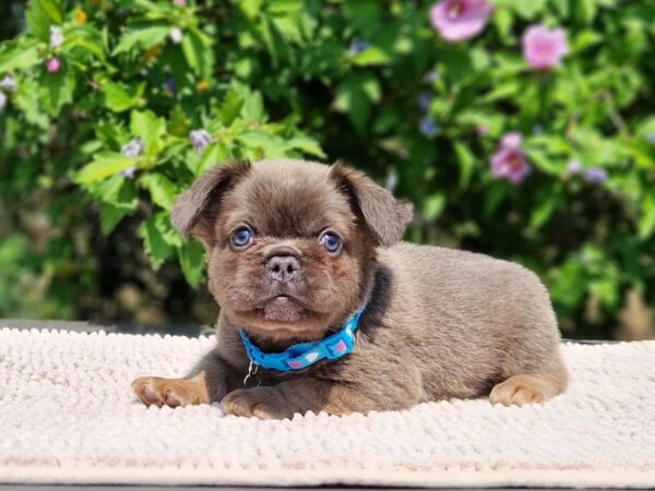 Godot Fluffy French Bulldog Godot Fluffy French Bulldog