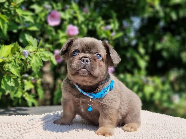 Godot Fluffy French Bulldog Godot Fluffy French Bulldog
