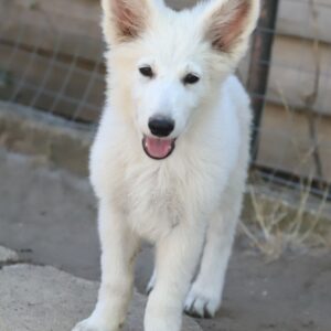 Grey White Swiss Shepherd Grey White Swiss Shepherd