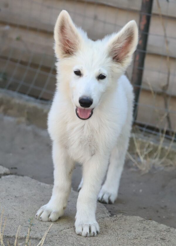 Grey White Swiss Shepherd Grey White Swiss Shepherd