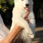 Grey-male-wss-puppy-for-sale- (1)