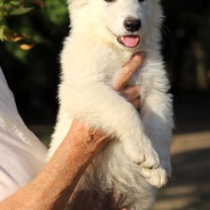 Grey White Swiss Shepherd Grey White Swiss Shepherd